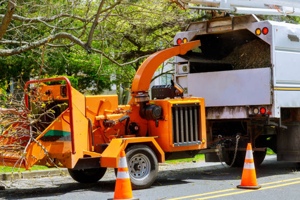 How Our Tree Care Process Works  in Hackleburg, AL